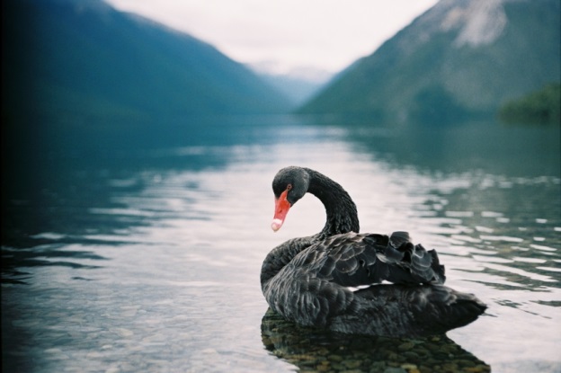 Schwarzer Schwan - Projektmanagement